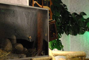 Фотографія квесту Парк Юрського періоду від компанії Logikum (Фото 1)